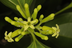 Strychnos nux-vomica